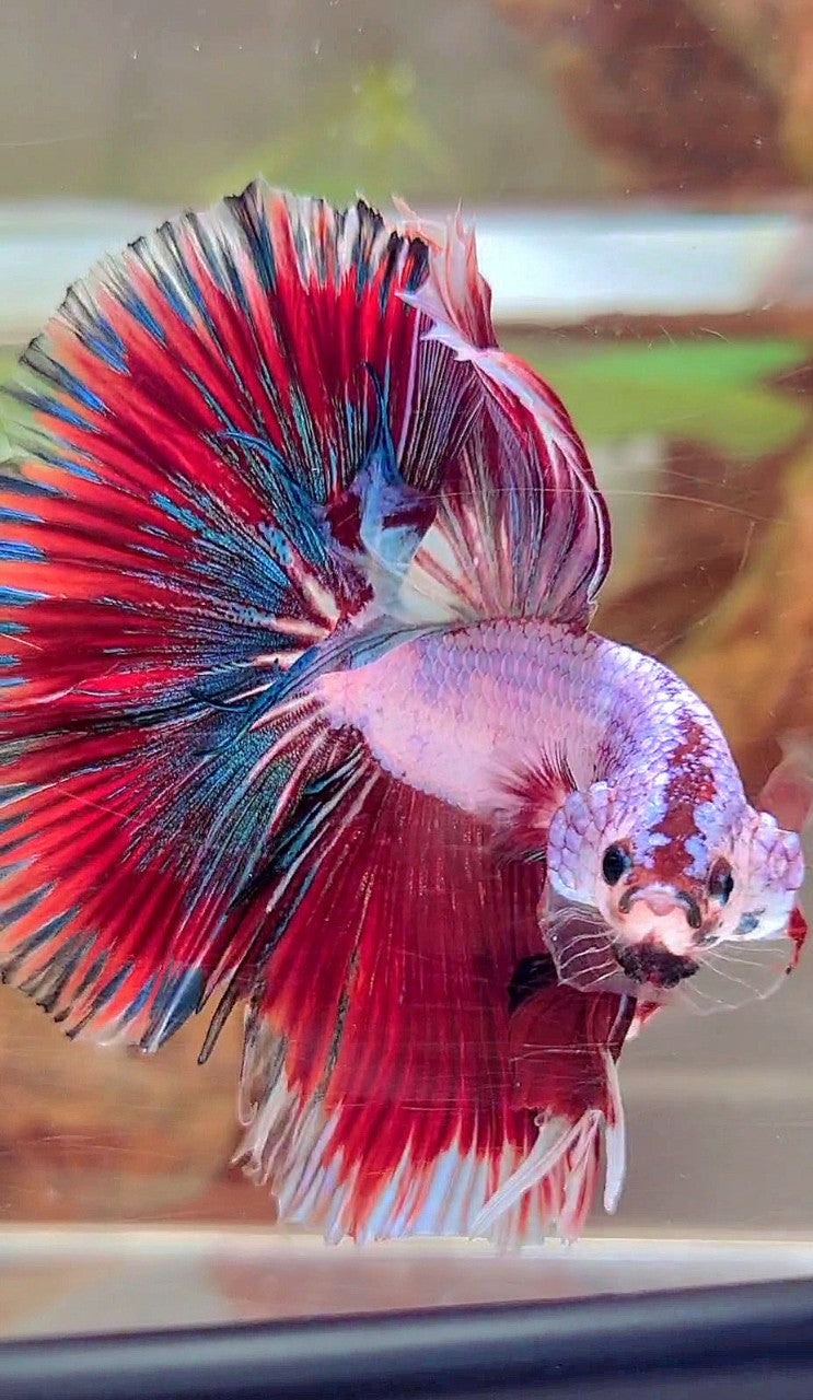 Red Pattern Betta Fish XL HALFMOON OVERTAIL ROSETAIL RED PINK FANCY PATTERN MULTICOLOR BETTA ...
