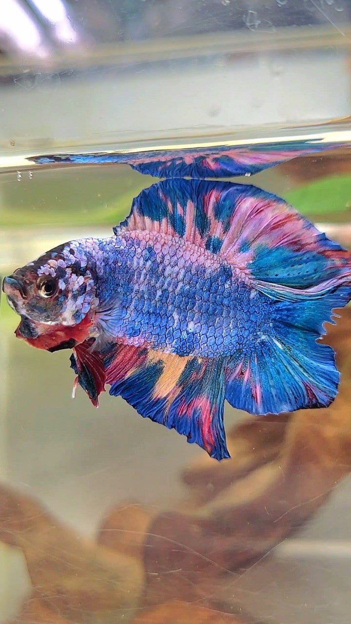 PLAKAT DOPPELSCHWANZ REGENBOGEN ROSA BLAU MEHRFARBIGER BETTA-FISCH