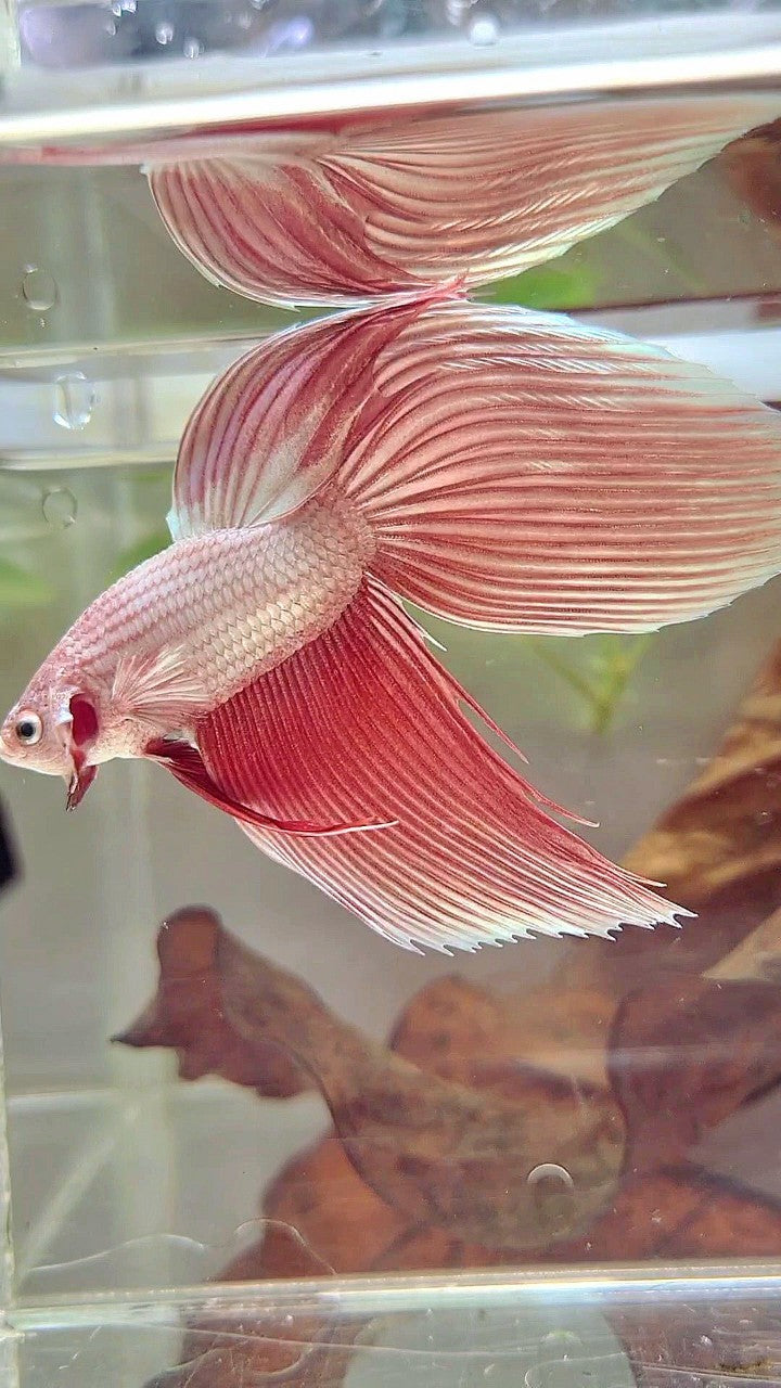 SCHLEIERSCHWANZ ROSEGOLD PREMIUM BETTA FISCH