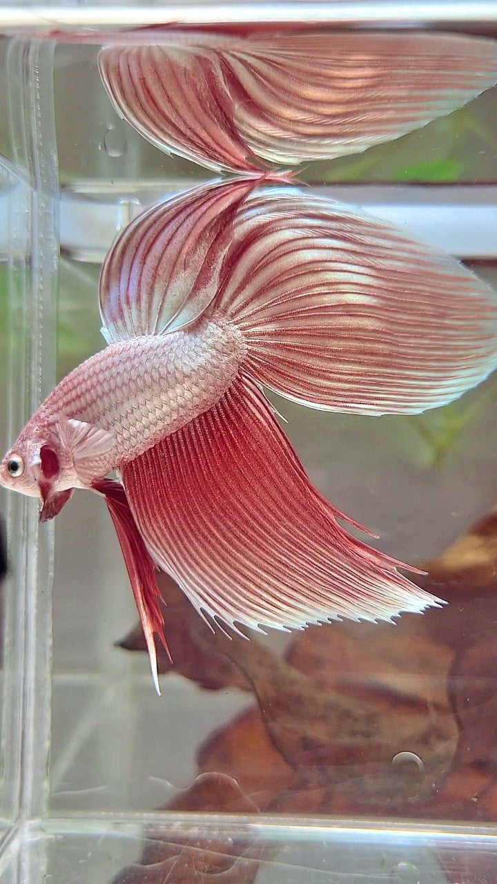 SCHLEIERSCHWANZ ROSEGOLD PREMIUM BETTA FISCH