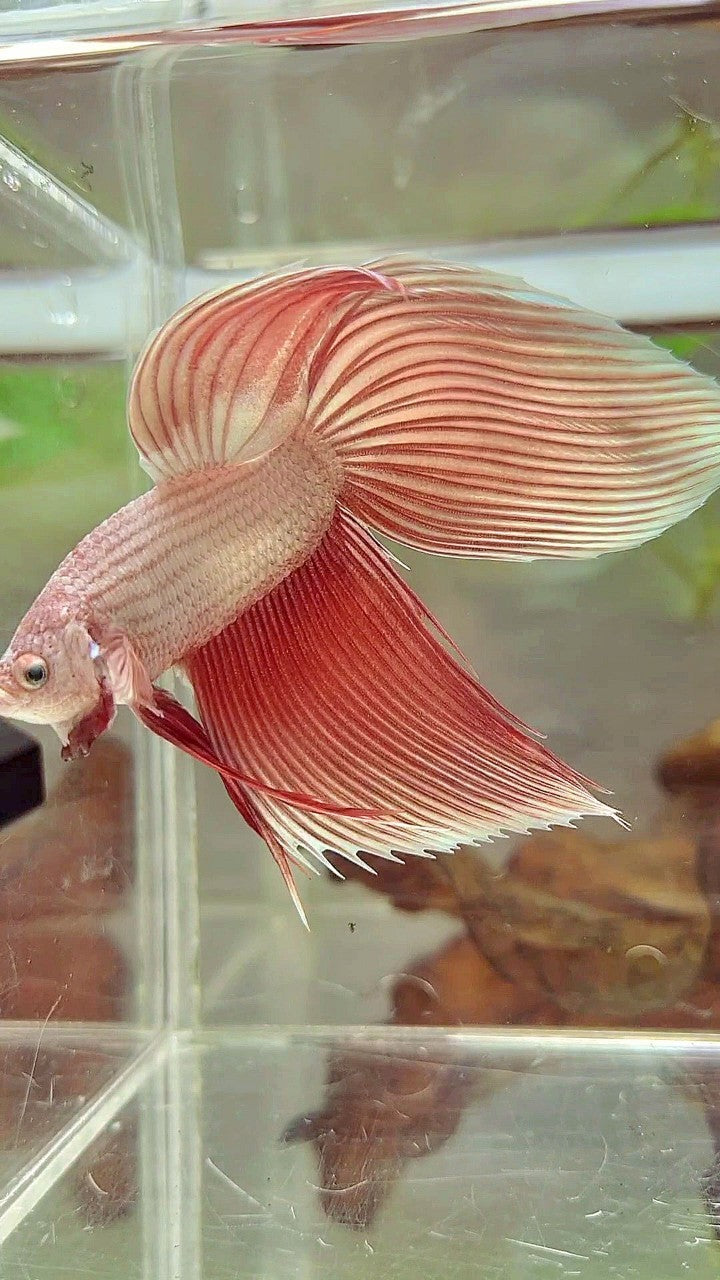 SCHLEIERSCHWANZ ROSEGOLD PREMIUM BETTA FISCH