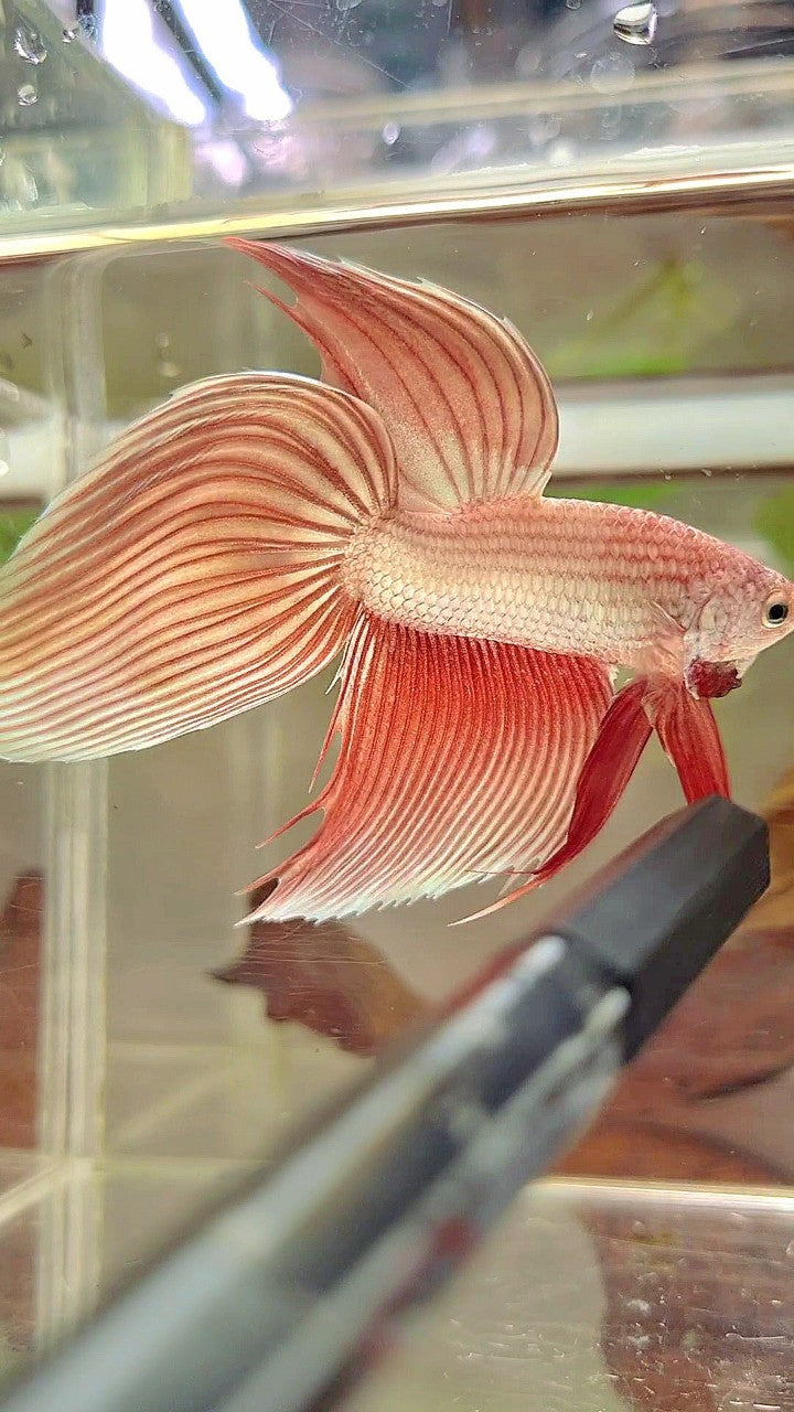 SCHLEIERSCHWANZ ROSEGOLD PREMIUM BETTA FISCH