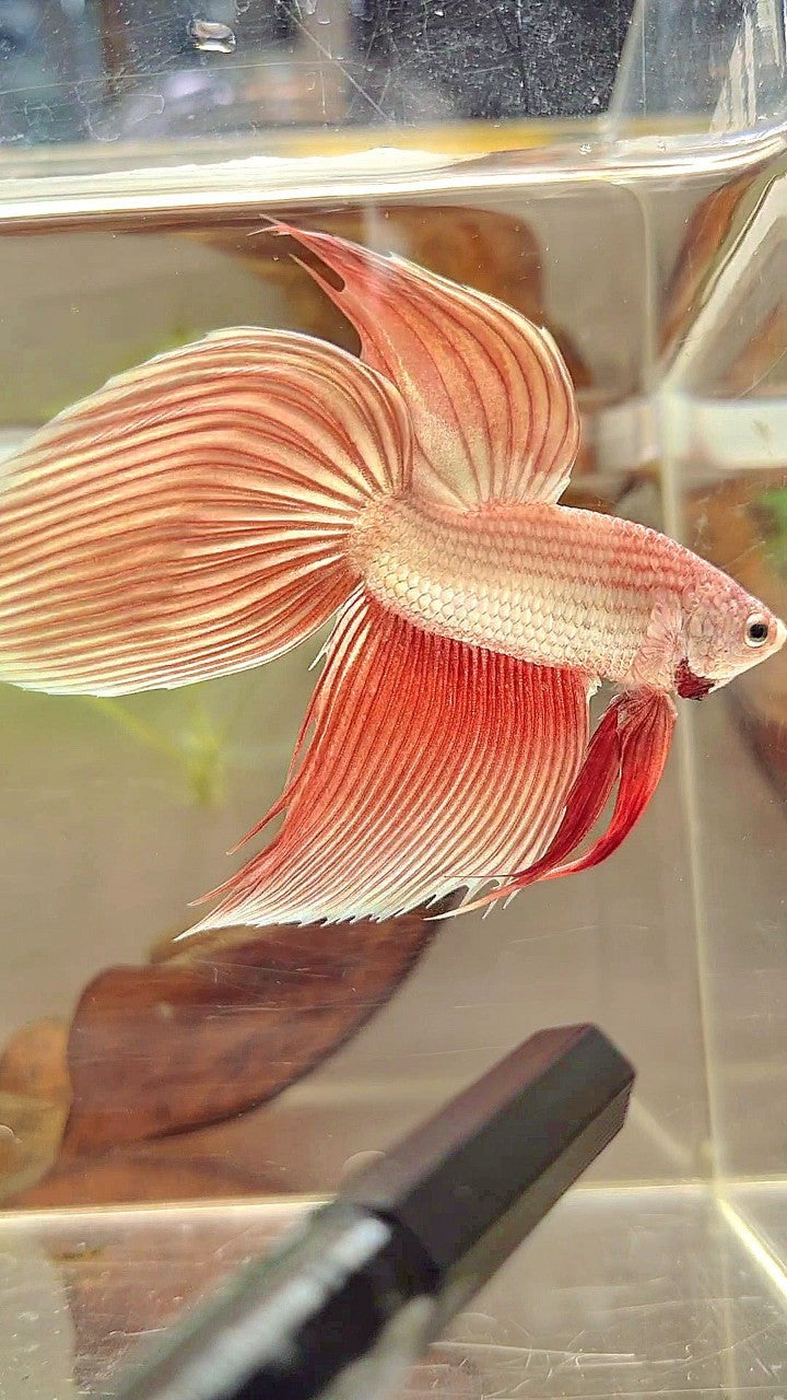 SCHLEIERSCHWANZ ROSEGOLD PREMIUM BETTA FISCH