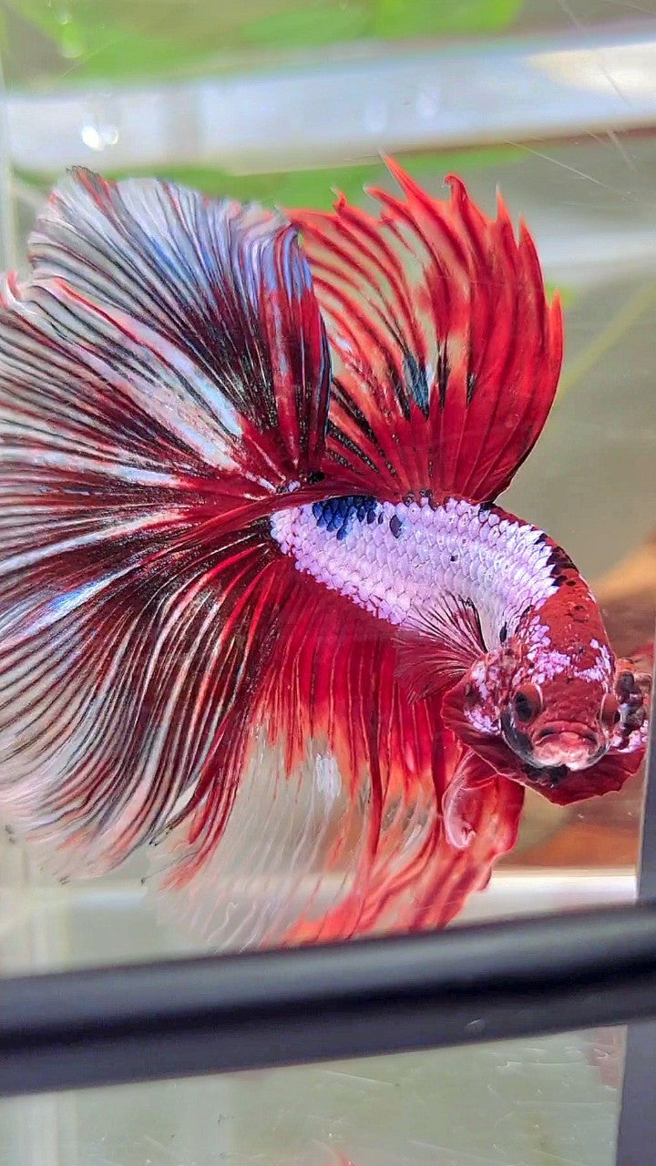 XL HALFMOON OVERTAIL ROSETAIL ROTER FANTASTISCHER MEHRFARBIGER BETTA-FISCH