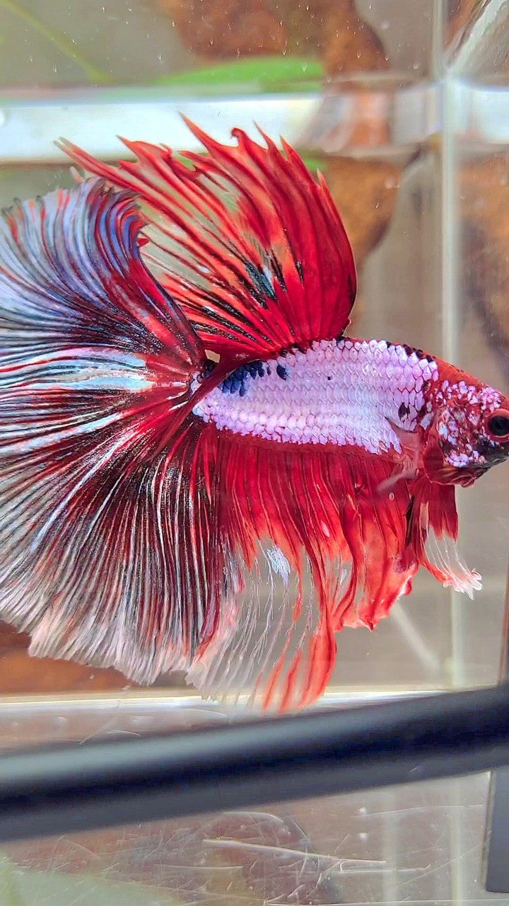 XL HALFMOON OVERTAIL ROSETAIL ROTER FANTASTISCHER MEHRFARBIGER BETTA-FISCH