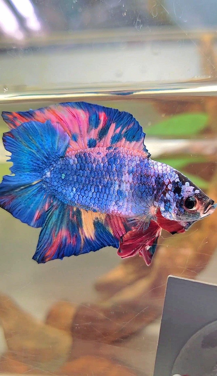 PLAKAT DOPPELSCHWANZ REGENBOGEN ROSA BLAU MEHRFARBIGER BETTA-FISCH