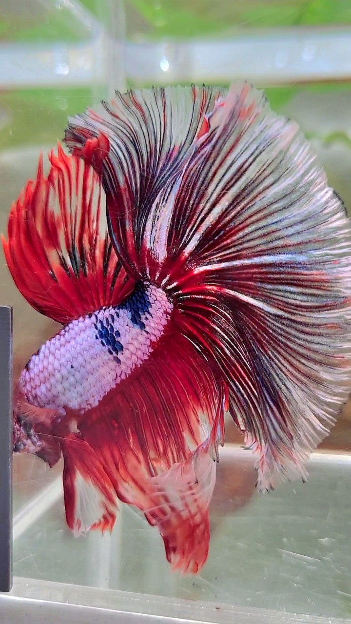 XL HALFMOON OVERTAIL ROSETAIL ROTER FANTASTISCHER MEHRFARBIGER BETTA-FISCH