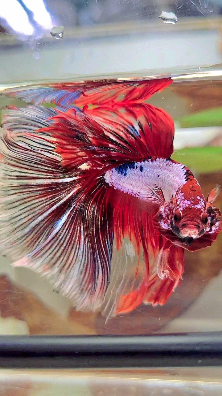 XL HALFMOON OVERTAIL ROSETAIL ROTER FANTASTISCHER MEHRFARBIGER BETTA-FISCH