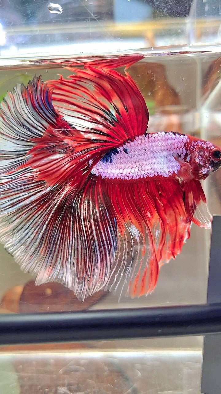 XL HALFMOON OVERTAIL ROSETAIL ROTER FANTASTISCHER MEHRFARBIGER BETTA-FISCH