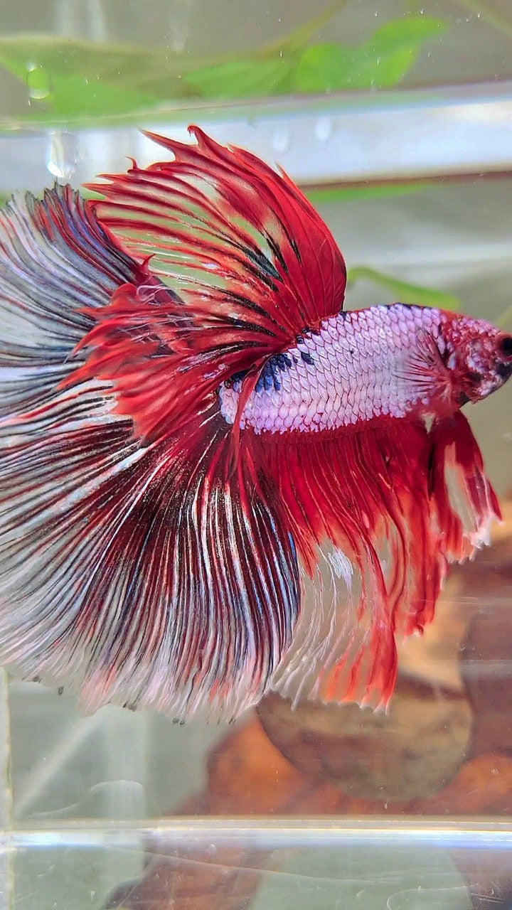 XL HALFMOON OVERTAIL ROSETAIL ROTER FANTASTISCHER MEHRFARBIGER BETTA-FISCH