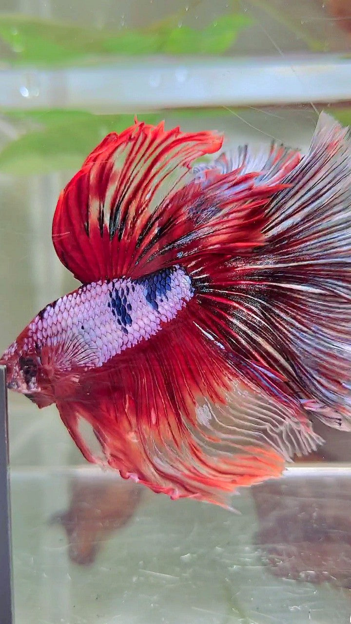 XL HALFMOON OVERTAIL ROSETAIL ROTER FANTASTISCHER MEHRFARBIGER BETTA-FISCH