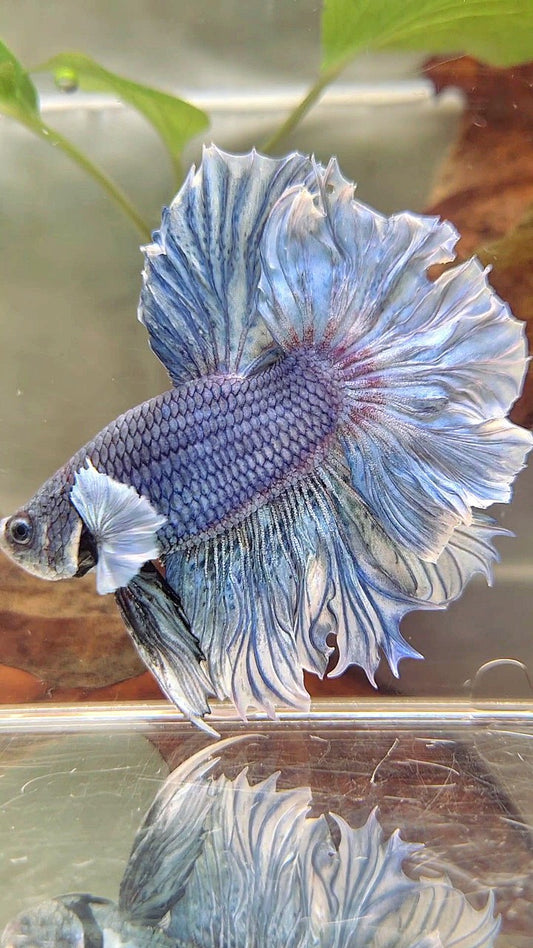 XL HALFMOON FEATHER TAIL BIG EAR BLUE PURPLE BETTA FISH