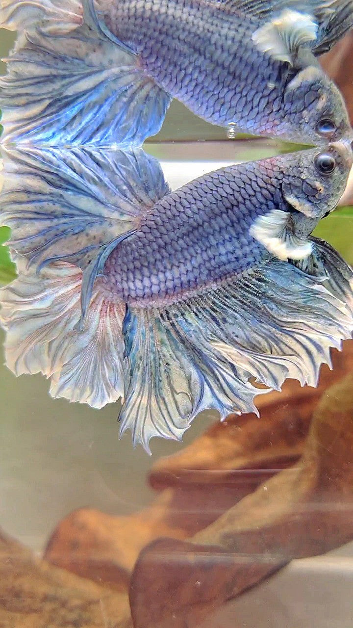 XL HALFMOON FEATHER TAIL BIG EAR BLUE PURPLE BETTA FISH