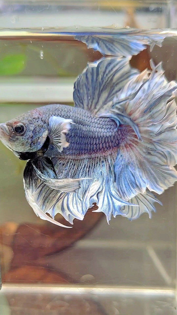 XL HALFMOON FEATHER TAIL BIG EAR BLUE PURPLE BETTA FISH