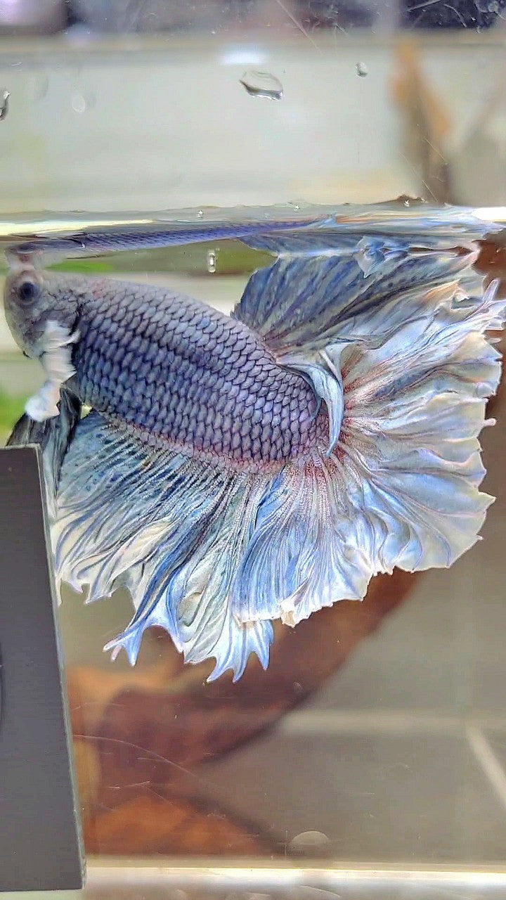 XL HALFMOON FEATHER TAIL BIG EAR BLUE PURPLE BETTA FISH