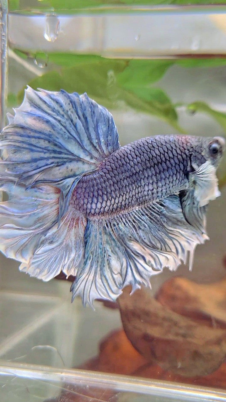 XL HALFMOON FEATHER TAIL BIG EAR BLUE PURPLE BETTA FISH