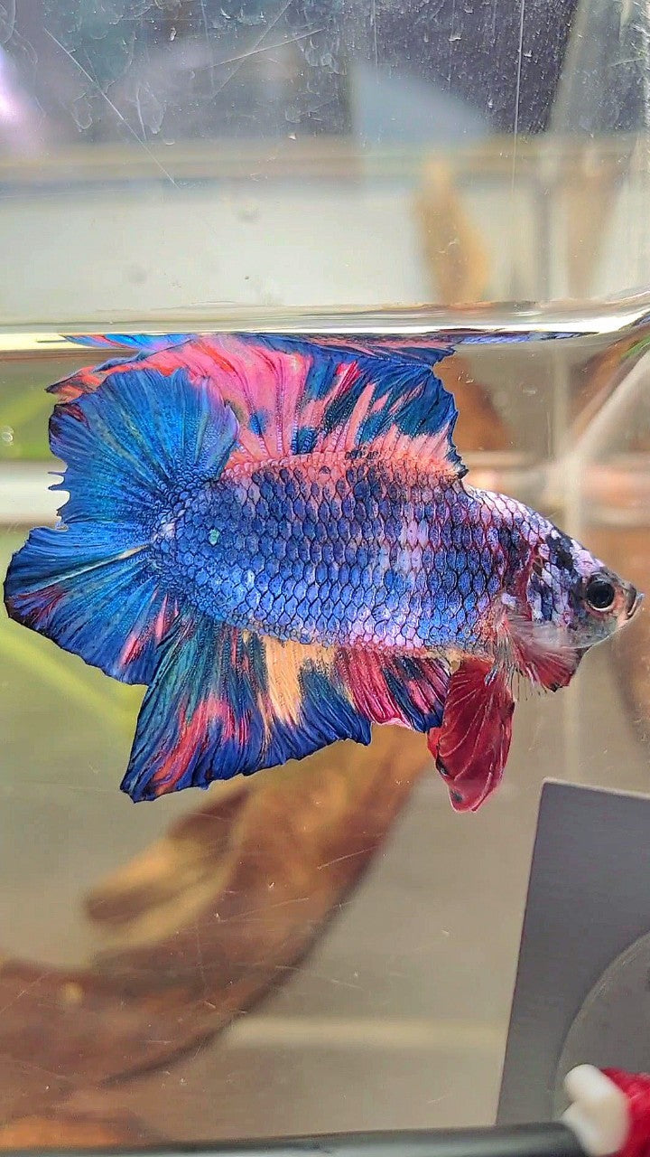 PLAKAT DOPPELSCHWANZ REGENBOGEN ROSA BLAU MEHRFARBIGER BETTA-FISCH