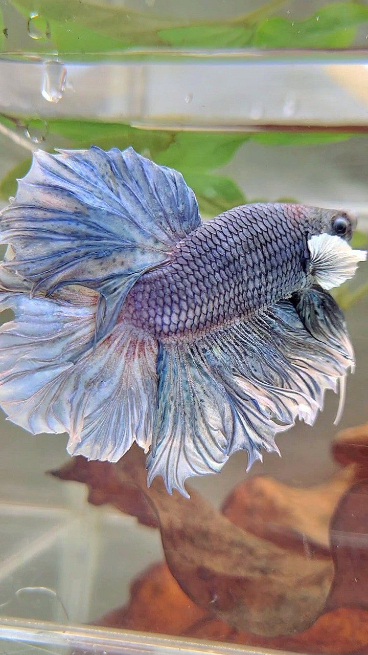 XL HALFMOON FEATHER TAIL BIG EAR BLUE PURPLE BETTA FISH