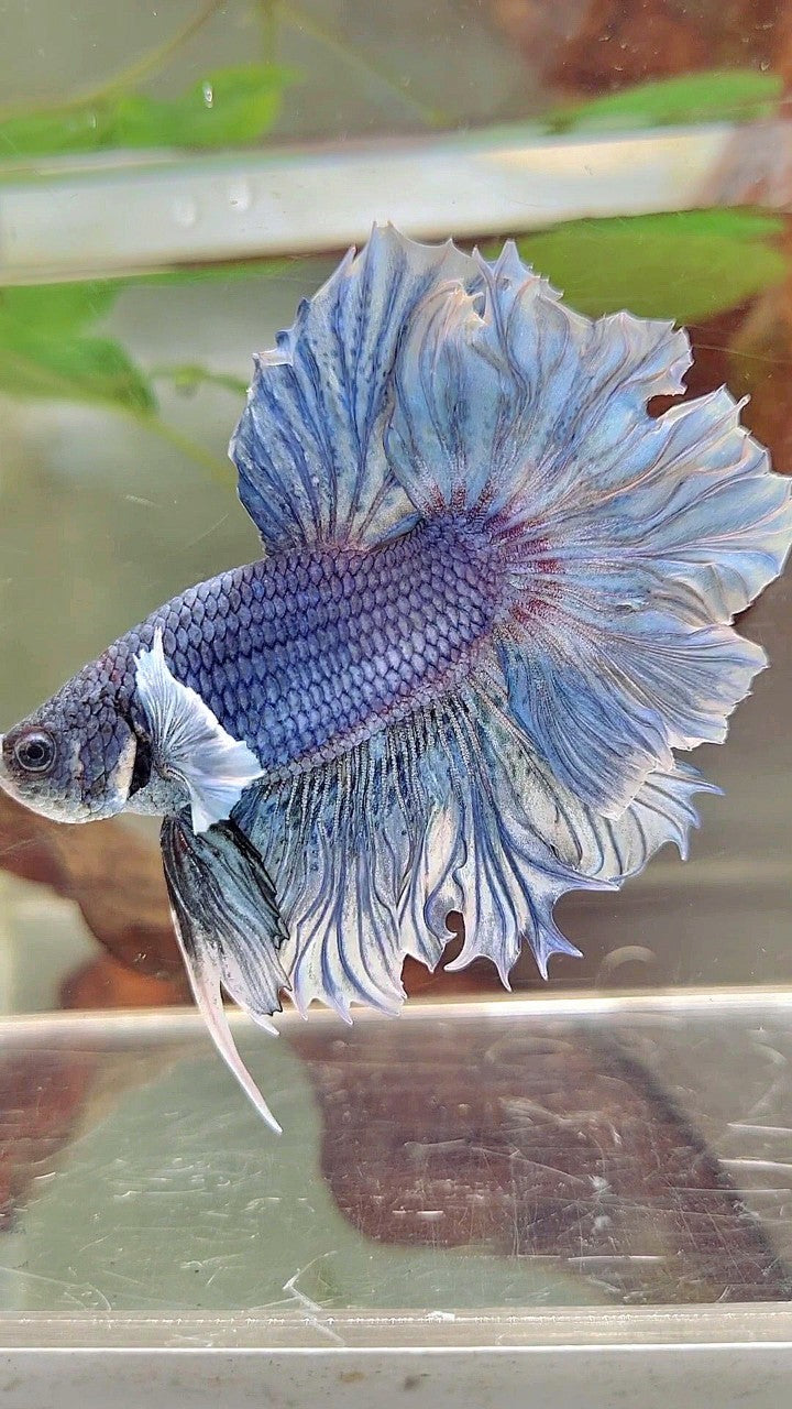 XL HALFMOON FEATHER TAIL BIG EAR BLUE PURPLE BETTA FISH