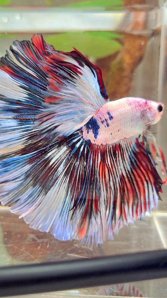 XL HALFMOON OVERTAIL ROSETAIL WEISSER FANTASTISCHER MEHRFARBIGER BETTA-FISCH