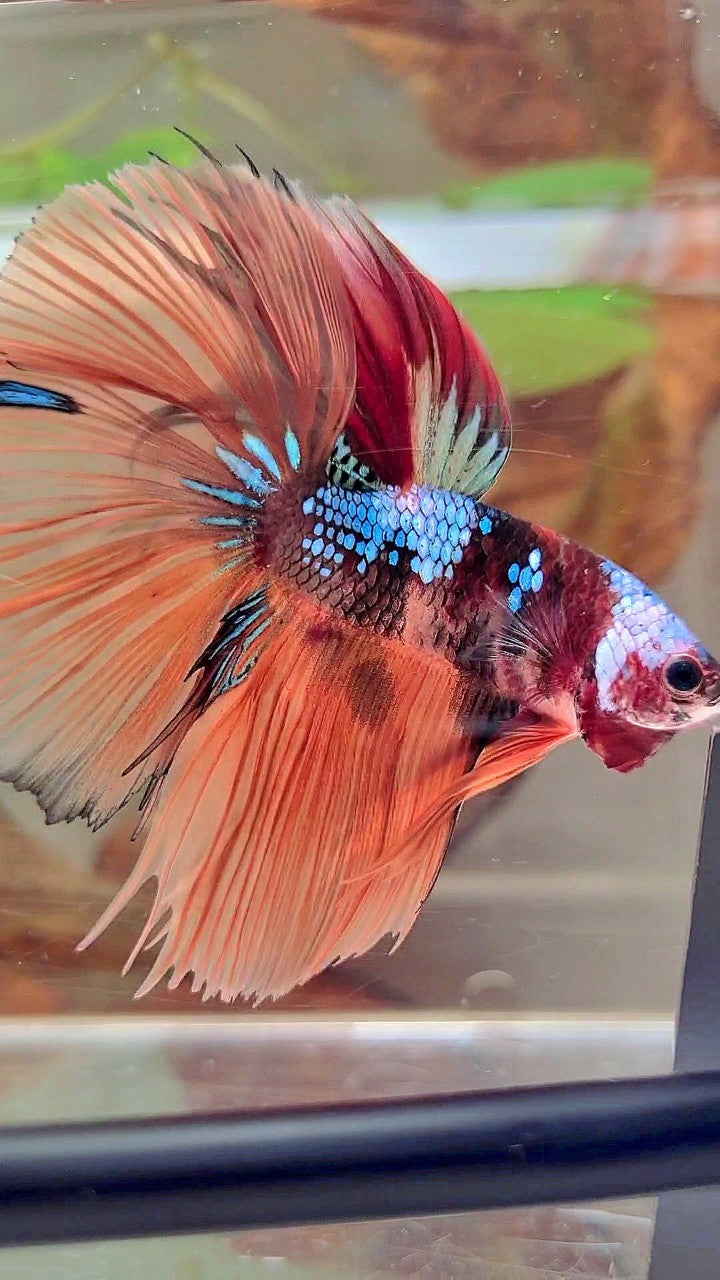 HALFMOON ROSETAIL NEMO GALAXY MULTICOLOR BETTA FISH