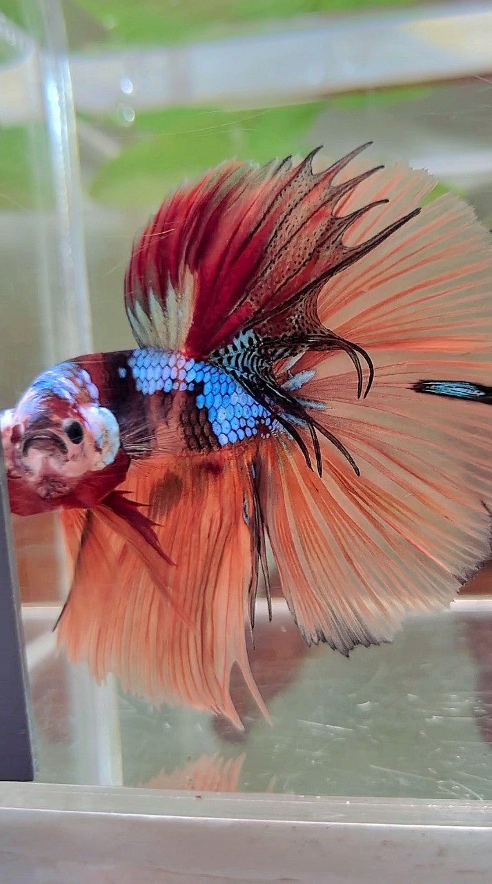 HALFMOON ROSETAIL NEMO GALAXY MULTICOLOR BETTA FISCH