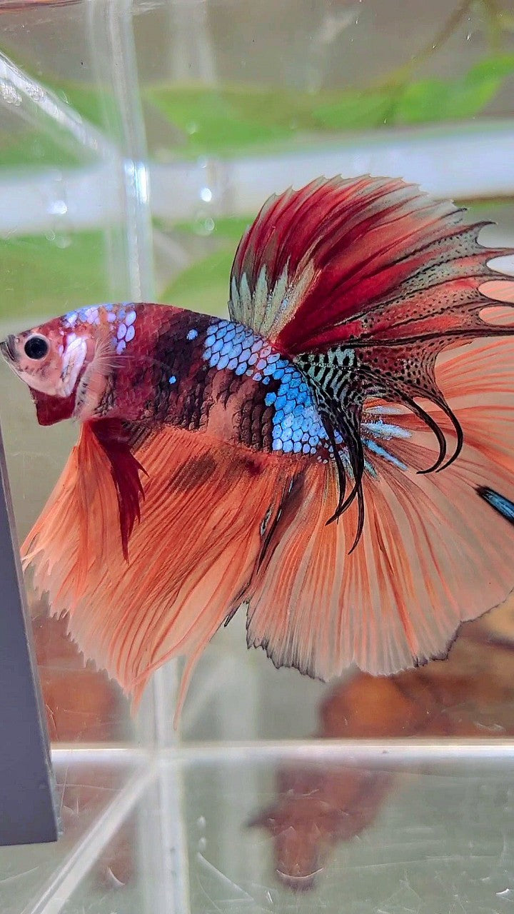 HALFMOON ROSETAIL NEMO GALAXY MULTICOLOR BETTA FISCH