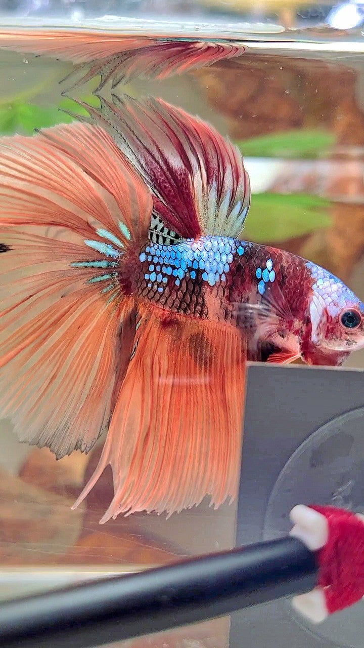 HALFMOON ROSETAIL NEMO GALAXY MULTICOLOR BETTA FISH