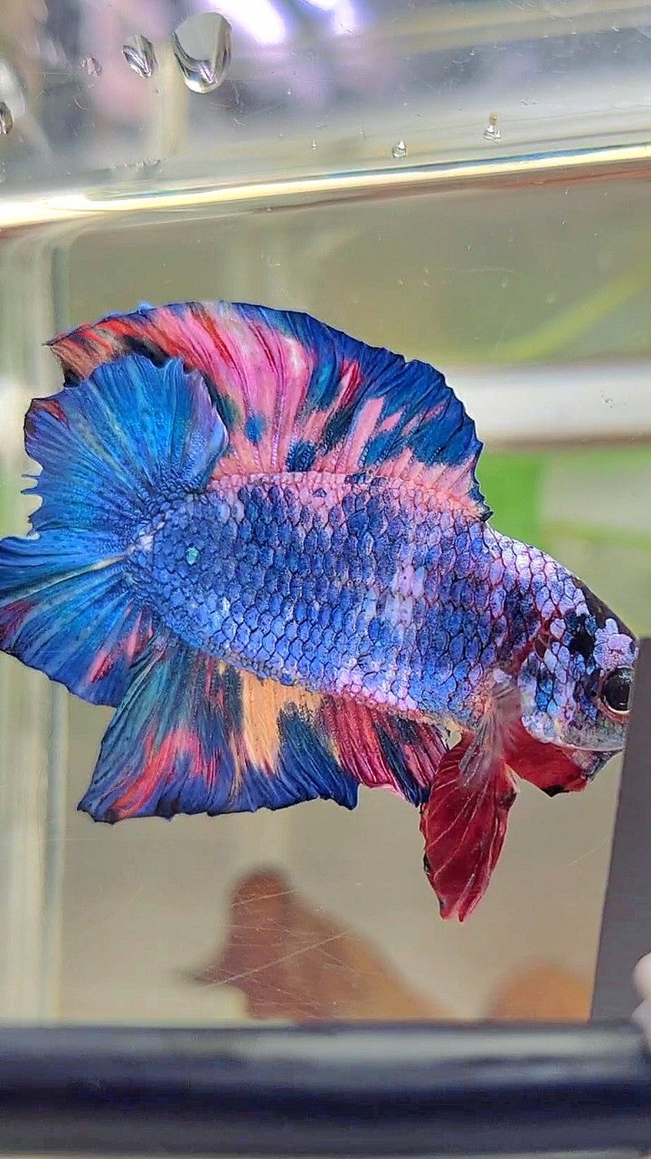 PLAKAT DOPPELSCHWANZ REGENBOGEN ROSA BLAU MEHRFARBIGER BETTA-FISCH