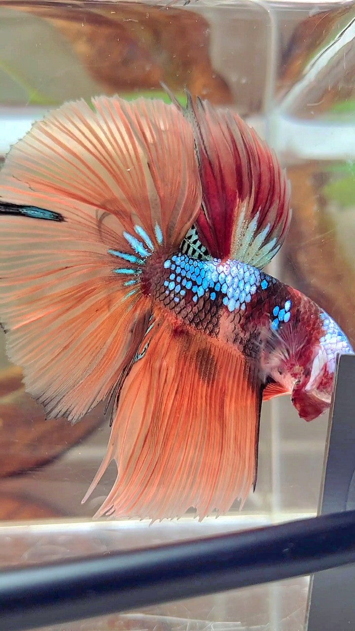 HALFMOON ROSETAIL NEMO GALAXY MULTICOLOR BETTA FISH