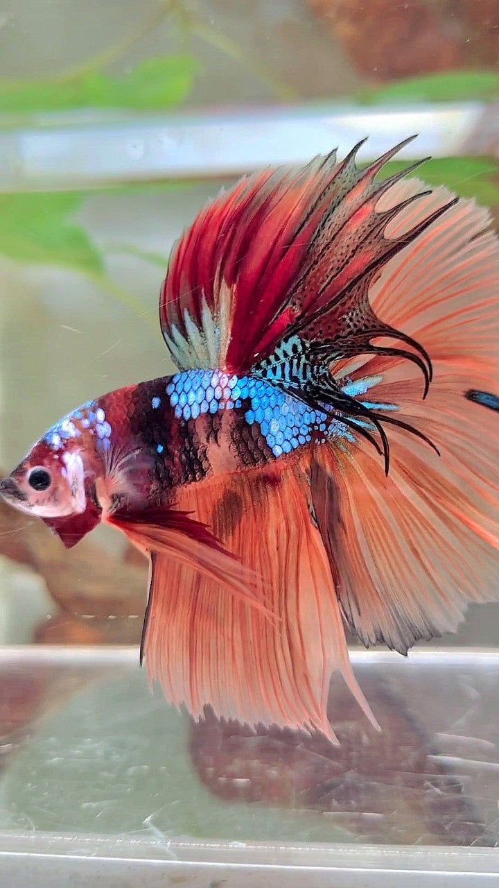 HALFMOON ROSETAIL NEMO GALAXY MULTICOLOR BETTA FISCH