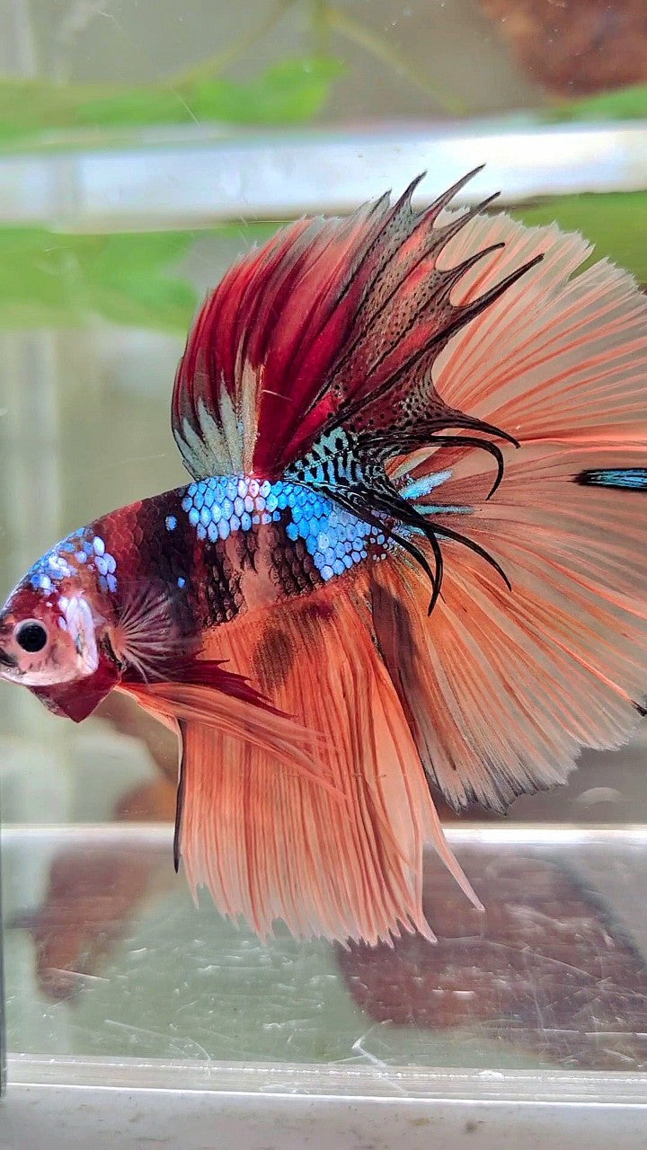 HALFMOON ROSETAIL NEMO GALAXY MULTICOLOR BETTA FISH