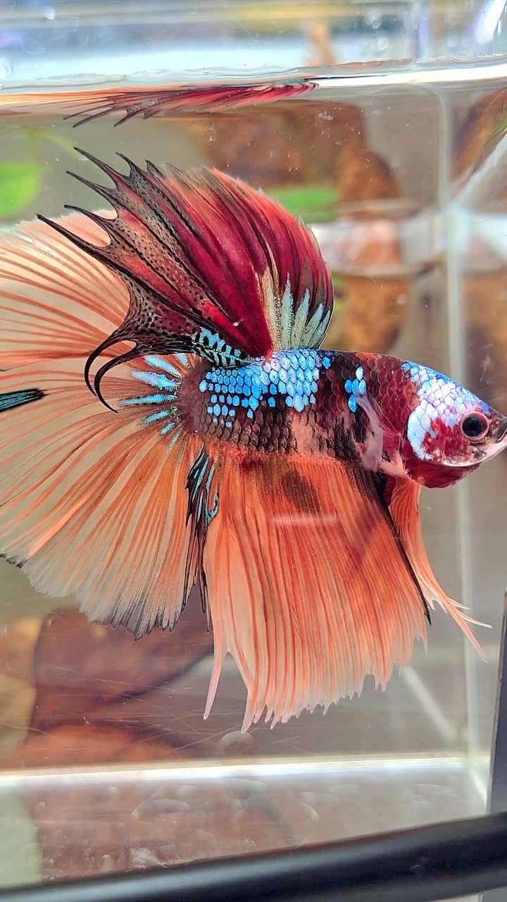 HALFMOON ROSETAIL NEMO GALAXY MULTICOLOR BETTA FISCH