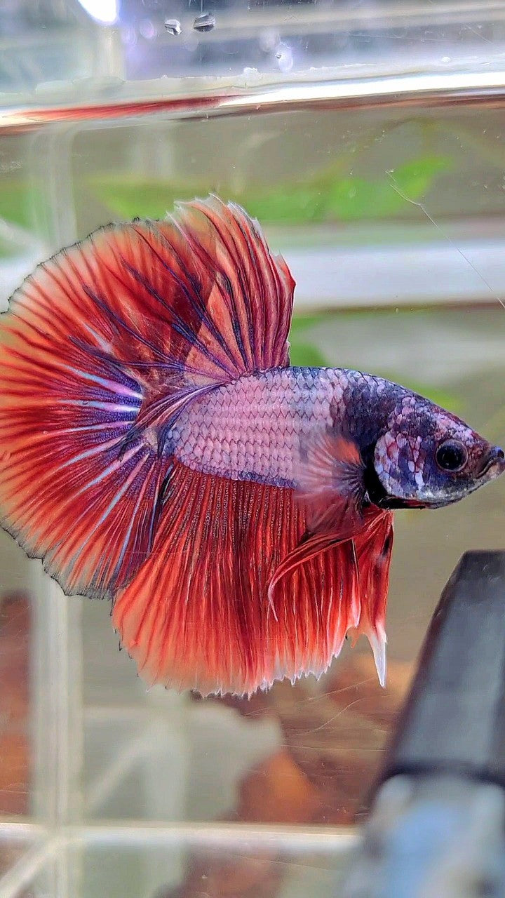 HALFMOON ROSETAIL ROT LILA FANTASTISCHER BETTA-FISCH