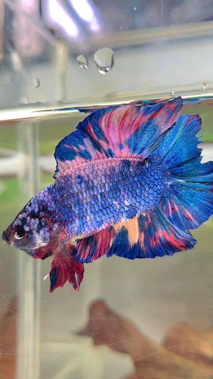 PLAKAT DOPPELSCHWANZ REGENBOGEN ROSA BLAU MEHRFARBIGER BETTA-FISCH