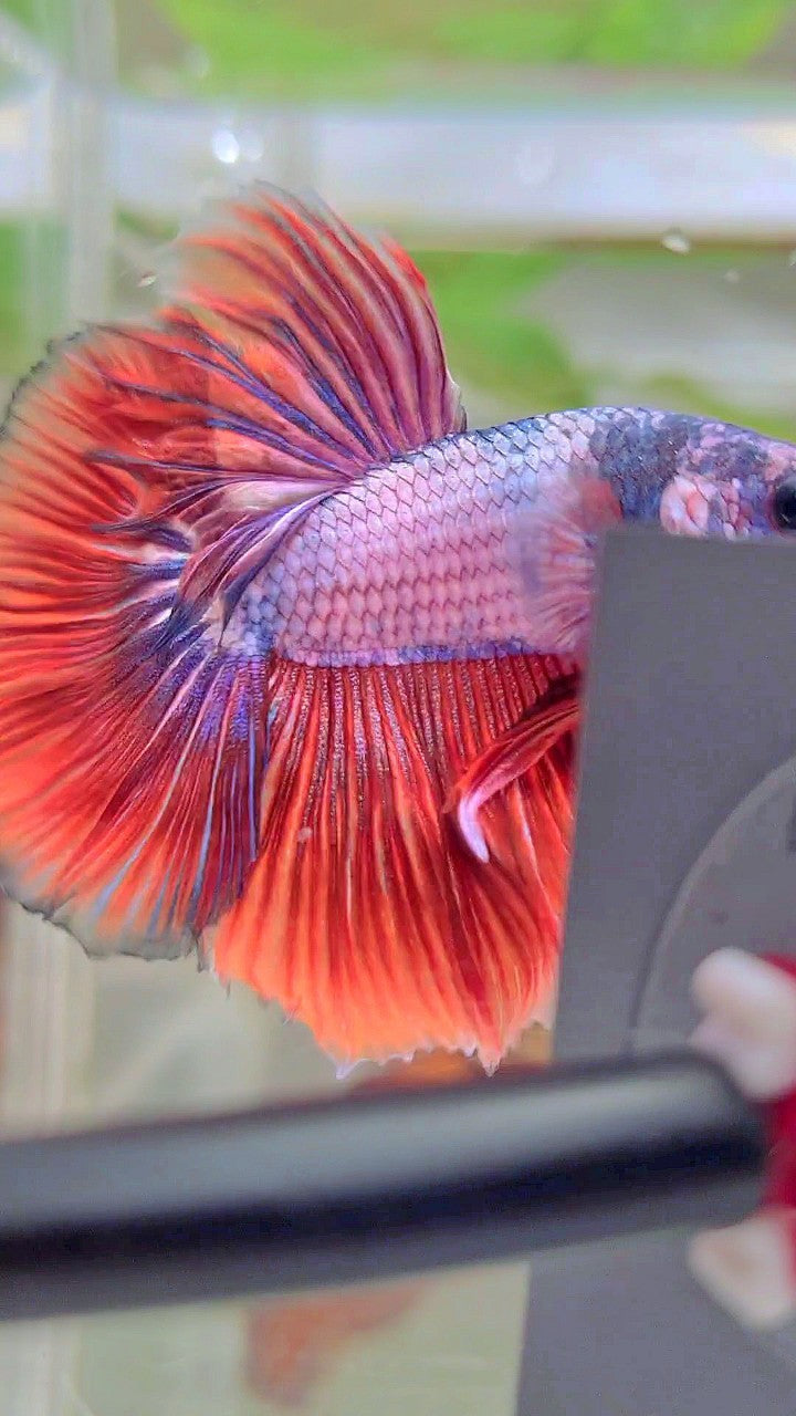 HALFMOON ROSETAIL RED PURPLE FANCY BETTA FISH