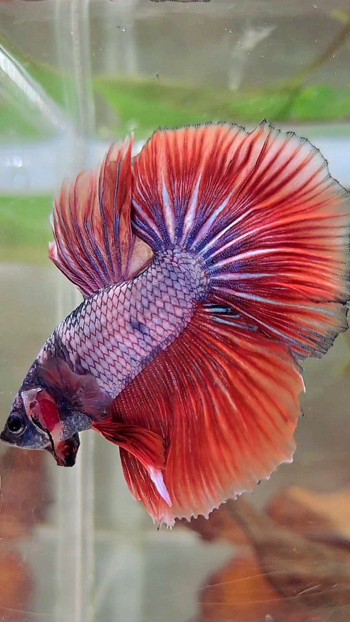 HALFMOON ROSETAIL RED PURPLE FANCY BETTA FISH