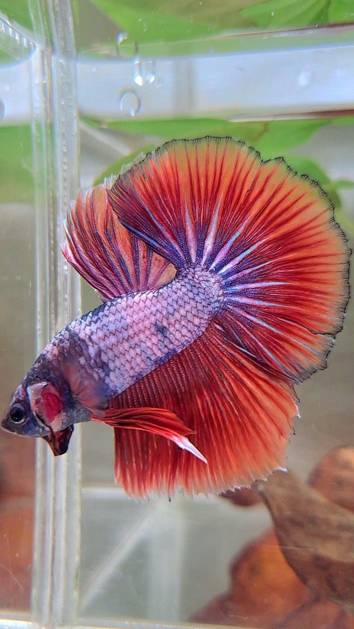 HALFMOON ROSETAIL RED PURPLE FANCY BETTA FISH