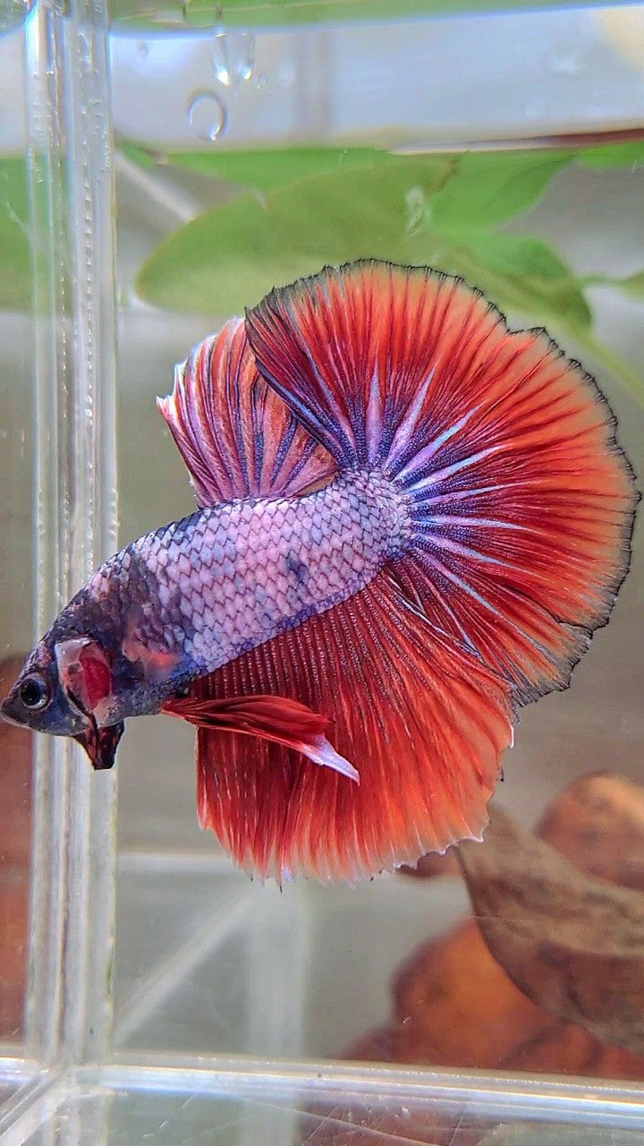 HALFMOON ROSETAIL ROT LILA FANTASTISCHER BETTA-FISCH