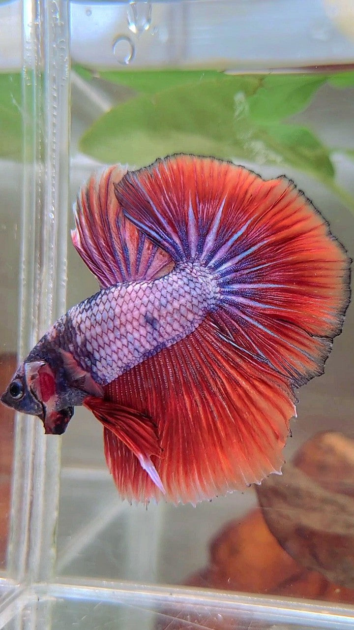 HALFMOON ROSETAIL ROT LILA FANTASTISCHER BETTA-FISCH