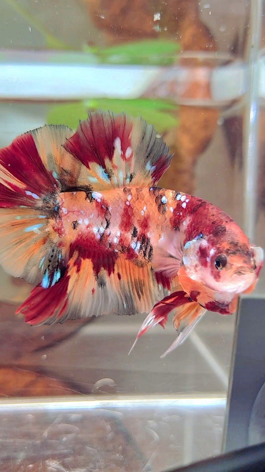 GIANT PLAKAT BO 5CM+ ORANGE TIGER COPPER GALAXY MULTICOLOR BETTA FISH