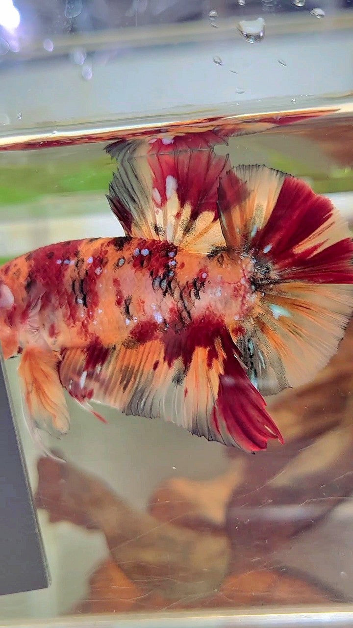 RIESEN PLAKAT BO 5CM+ ORANGE TIGER KUPFER GALAXY MULTICOLOR BETTA FISCH