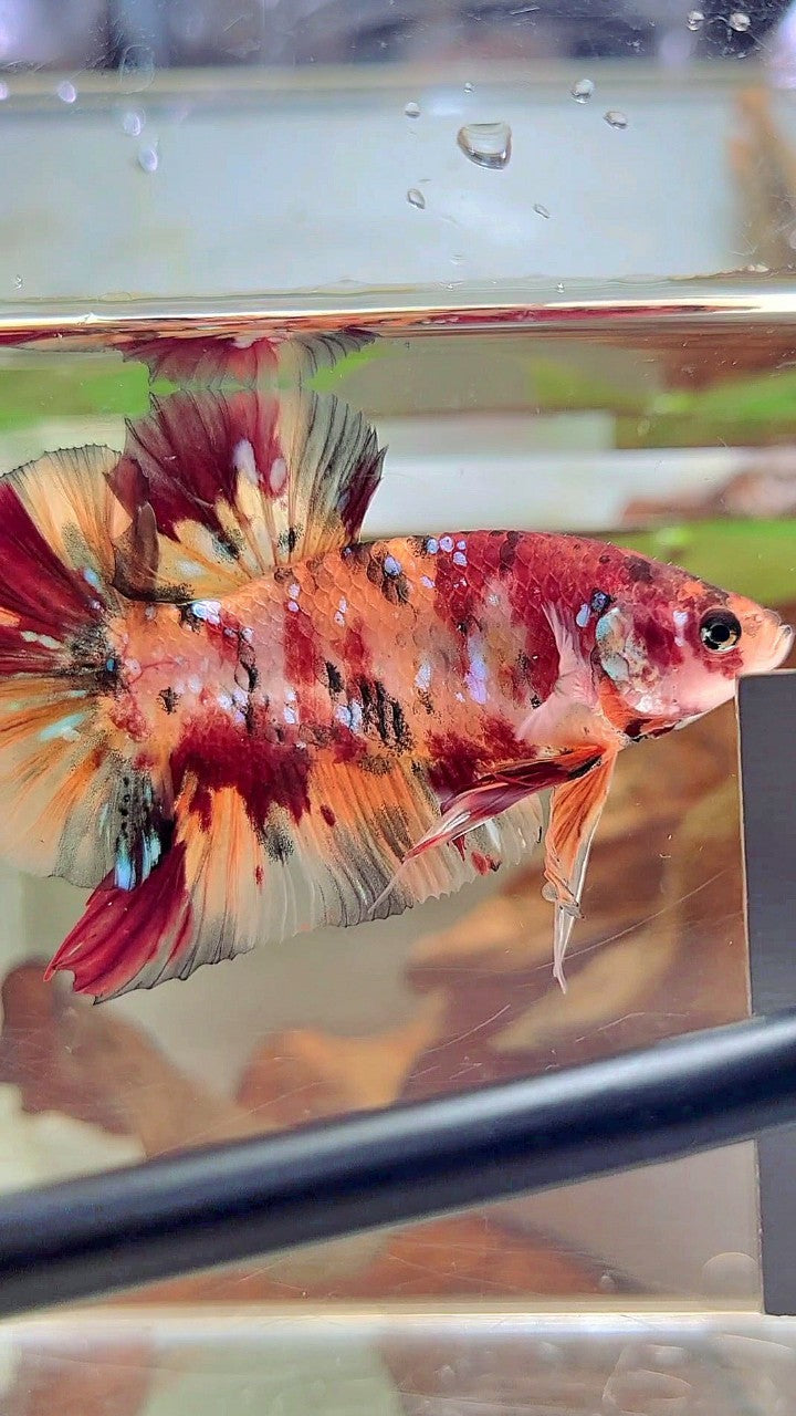 RIESEN PLAKAT BO 5CM+ ORANGE TIGER KUPFER GALAXY MULTICOLOR BETTA FISCH