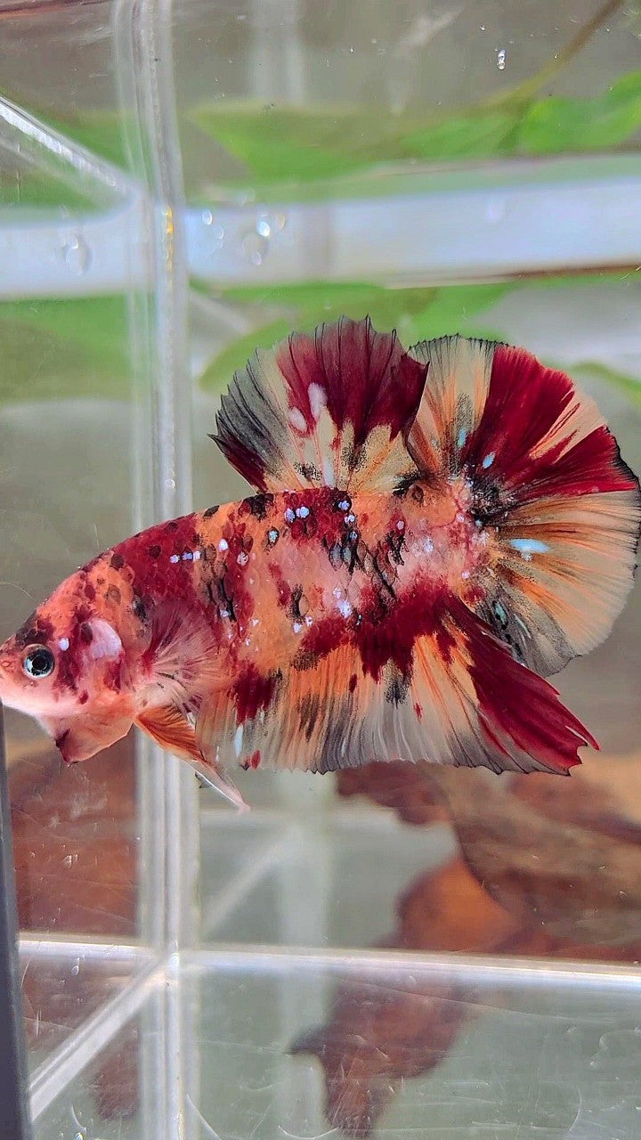 RIESEN PLAKAT BO 5CM+ ORANGE TIGER KUPFER GALAXY MULTICOLOR BETTA FISCH