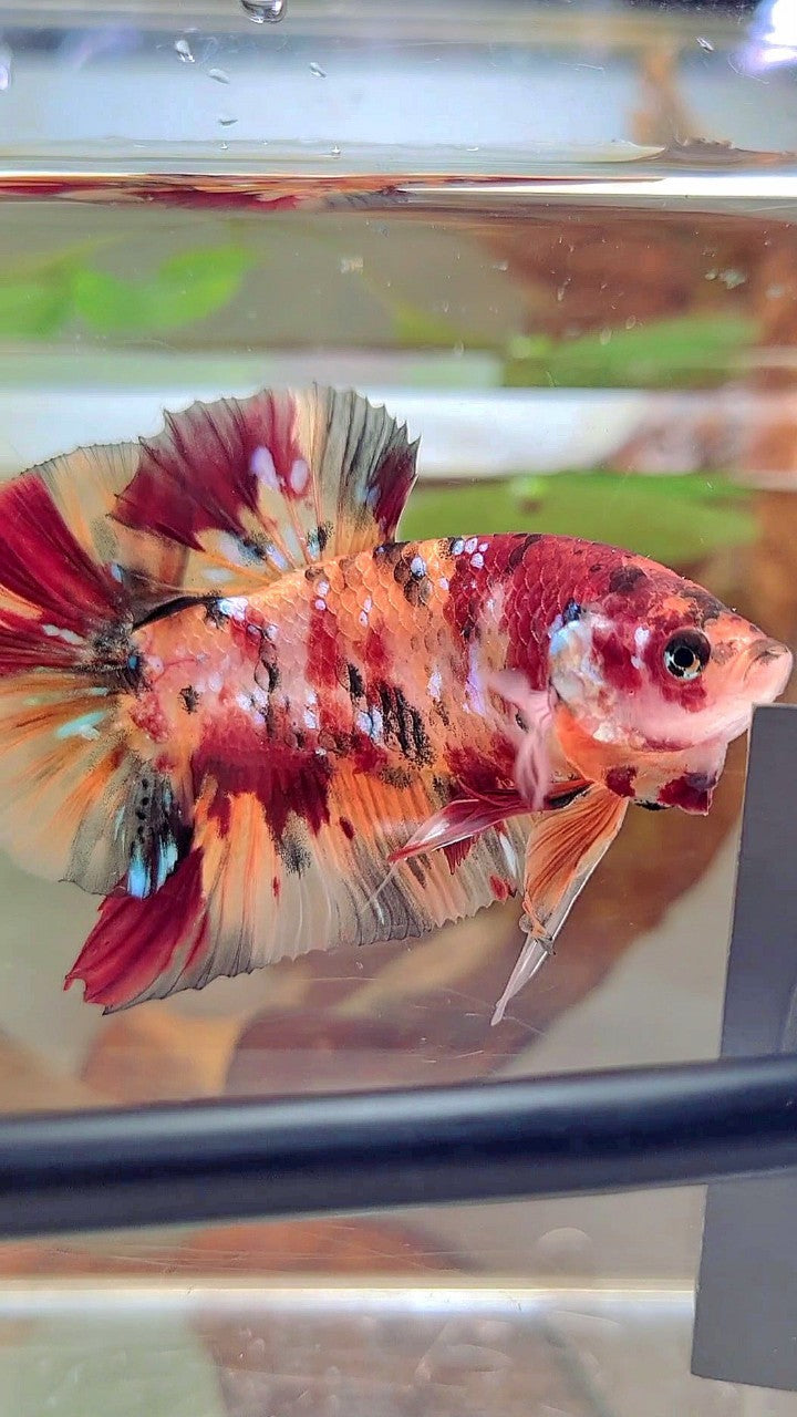 GIANT PLAKAT BO 5CM+ ORANGE TIGER COPPER GALAXY MULTICOLOR BETTA FISH