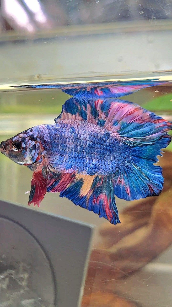 PLAKAT DOPPELSCHWANZ REGENBOGEN ROSA BLAU MEHRFARBIGER BETTA-FISCH