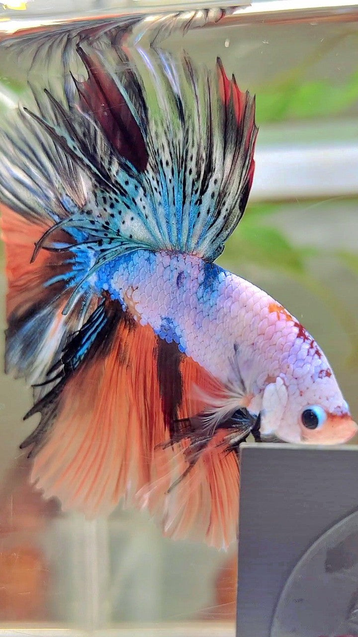 HALFMOON OVERTAIL ROSETAIL NEMO BLAU FANTASTISCHER MEHRFARBIGER BETTA-FISCH