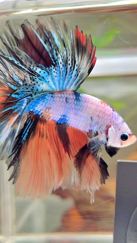 HALFMOON OVERTAIL ROSETAIL NEMO BLAU FANTASTISCHER MEHRFARBIGER BETTA-FISCH