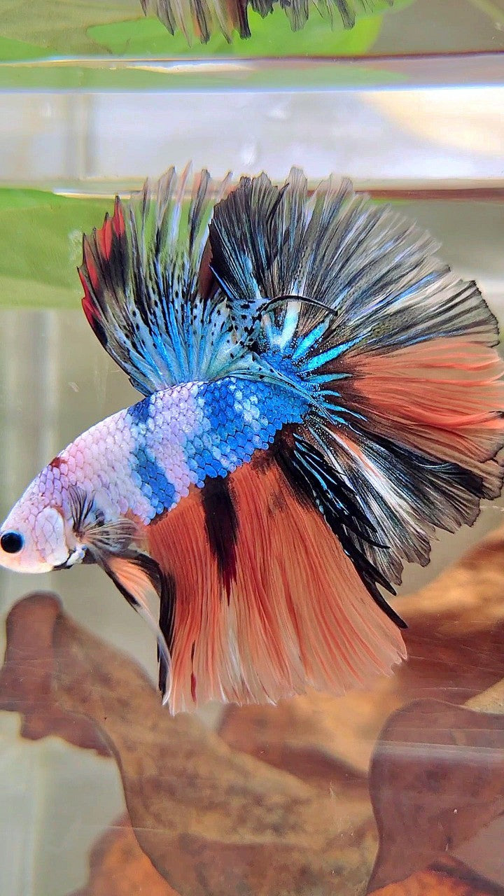 HALFMOON OVERTAIL ROSETAIL NEMO BLAU FANTASTISCHER MEHRFARBIGER BETTA-FISCH