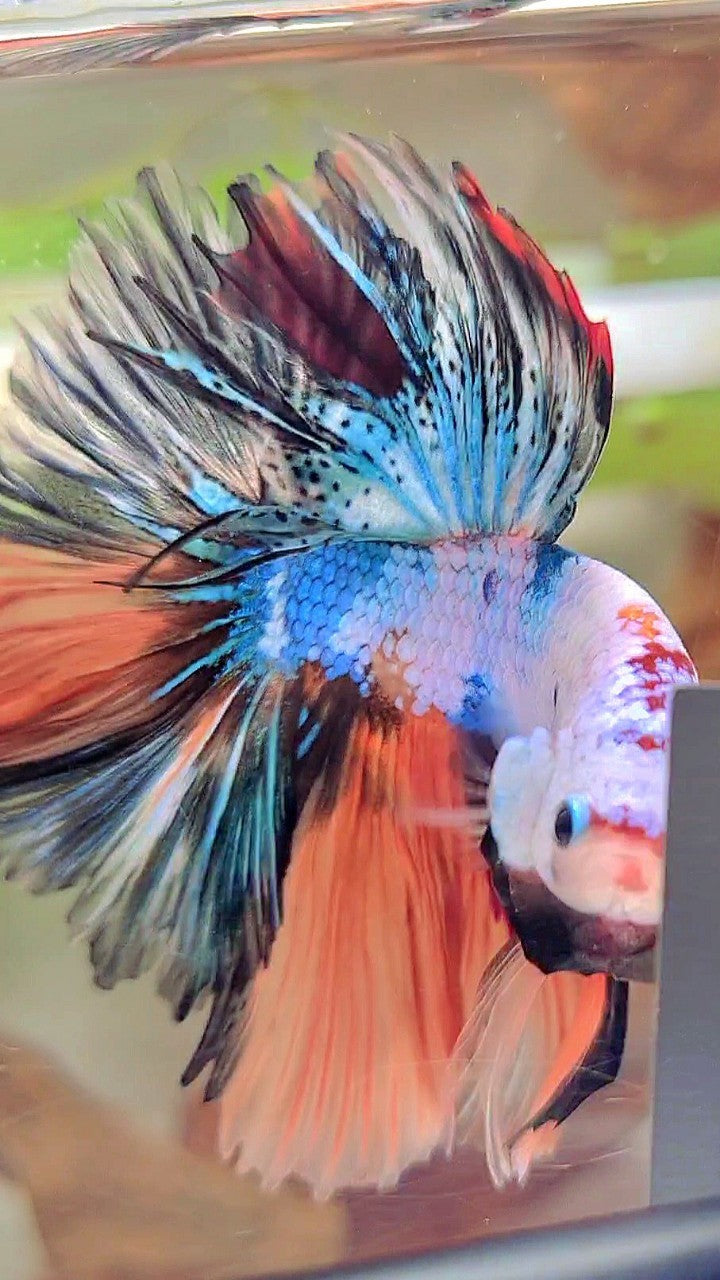 HALFMOON OVERTAIL ROSETAIL NEMO BLAU FANTASTISCHER MEHRFARBIGER BETTA-FISCH